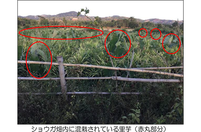 ショウガの栽培及び製造過程写真2
